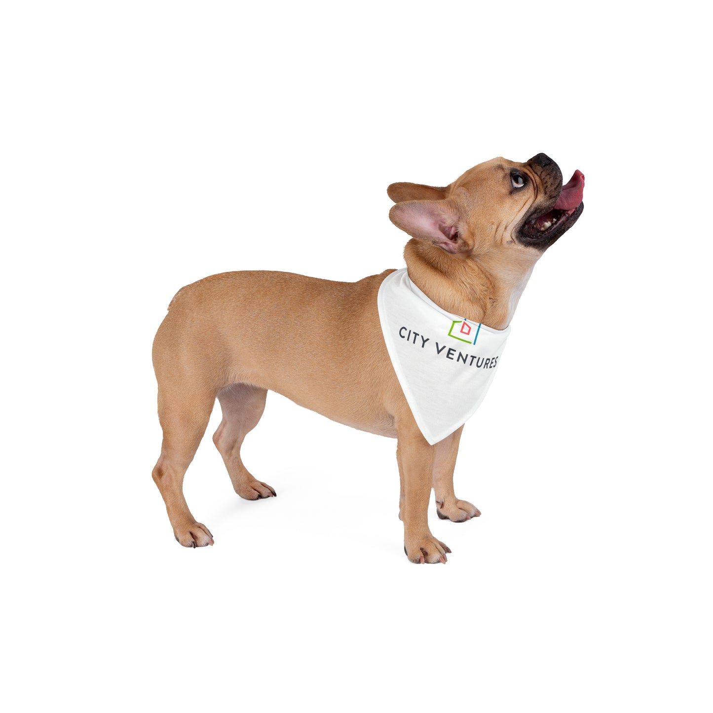 Pet Tag